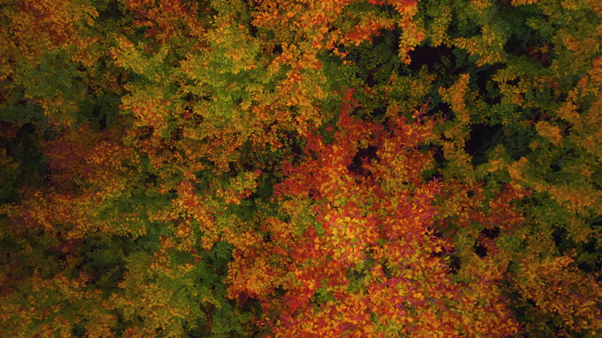 Deciduous trees and young beech trees with colorful autumn leaves, aerial top down view. 