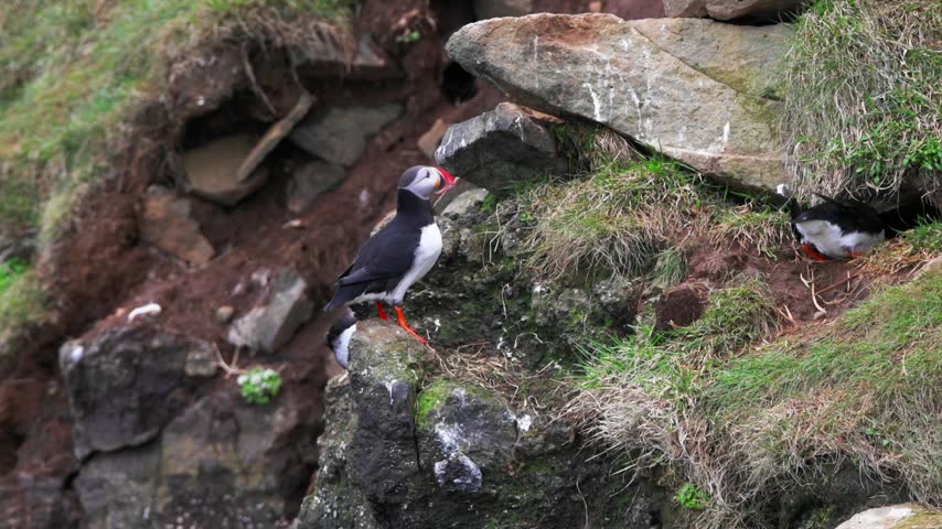 Puffin clearing grass and soil from its burrow