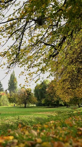 Golden autumn park landscape with fallen leaves and trees.   