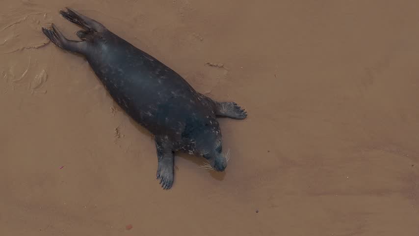Aerial view of a seal resting on the wet sand at Findhorn Beach in Forres, United Kingdom.