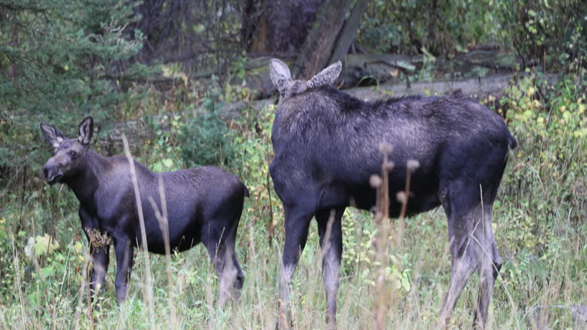 Cow and Calf Moose in Autumn in Grand Teton National Park Wyoming