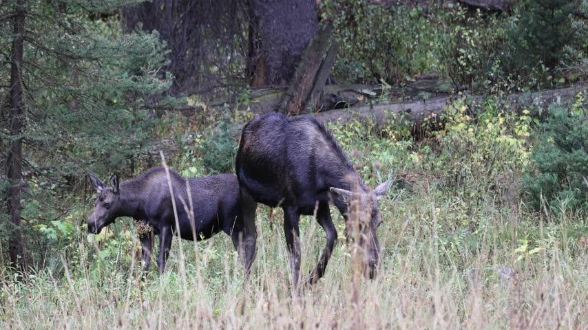 Cow and Calf Moose in Autumn in Grand Teton National Park Wyoming