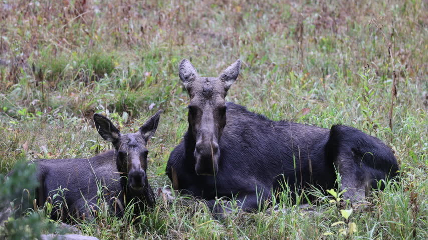 Cow and Calf Moose in Autumn in Grand Teton National Park Wyoming