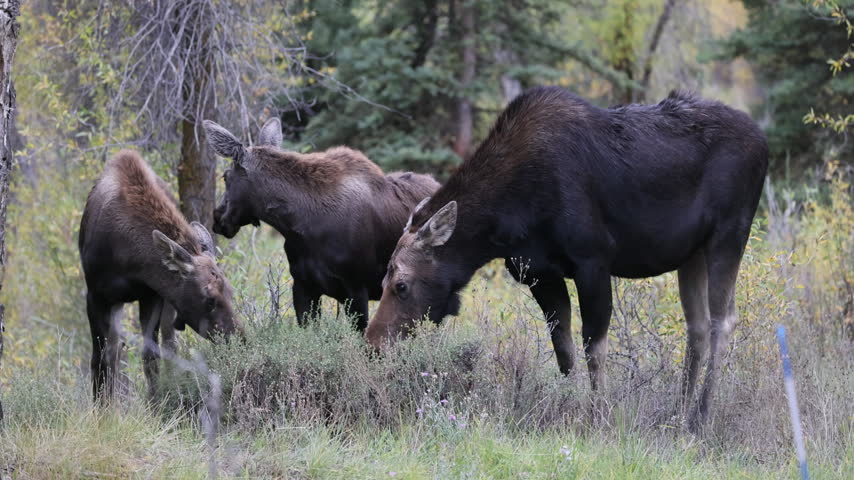 Cow and Calf Moose in Autumn in Grand Teton National Park Wyoming