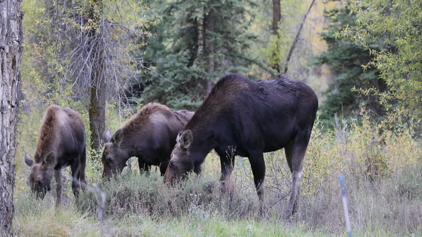 Cow and Calf Moose in Autumn in Grand Teton National Park Wyoming