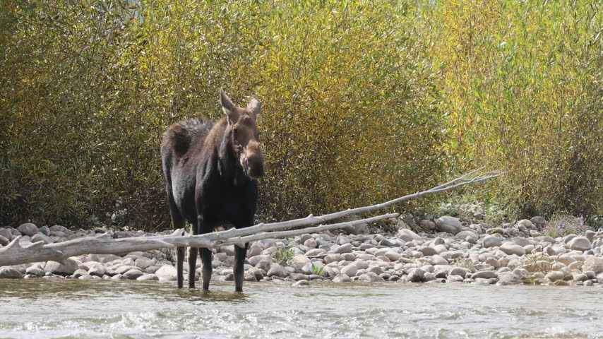Cow Moose in Autumn in Grand Teton National Park Wyoming