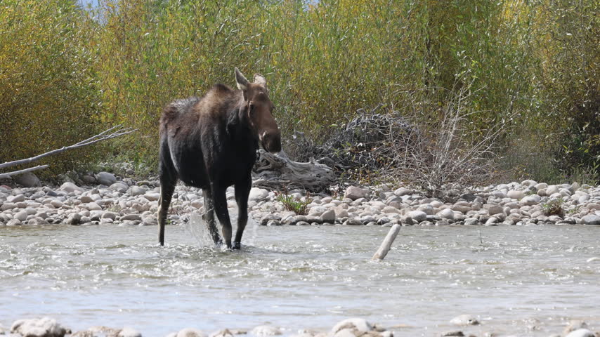 Cow Moose in Autumn in Grand Teton National Park Wyoming