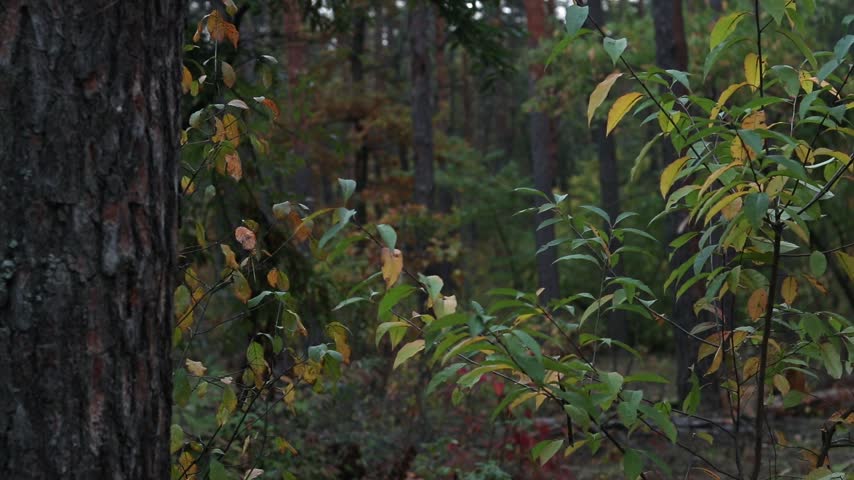 A woman with a pumpkin for a head hides behind a tree in the forest. A girl in a black sweater and a checkered scarf with a Jack-o
