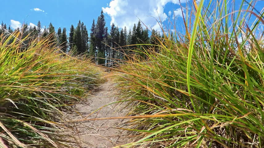 Low Angle Through Grass Lined Trail in Yellowstone National Park