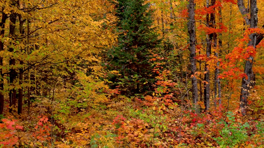 Beautiful woodland scenery during the fall season with brilliant red, yellow, and orange leaves in Michigan upper peninsula .