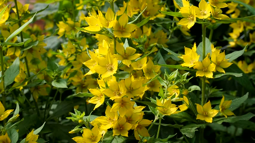 Beautiful yellow verbena flowers in the garden, close up. Natural background. Lysimachia punctata