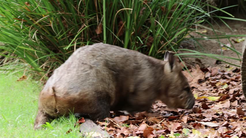 Common wombat walks through forest leaf litter foraging for food near log burrow entrance cinematic wildlife footage.