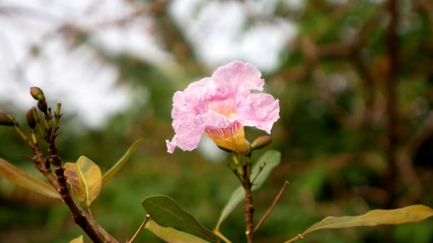 Beautiful pink trumpet flower (Pink Poui) blooming in the garden under outdoor daylight
