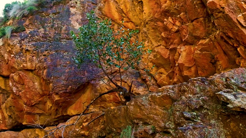 A resilient tree growing on a cliff face on a mountain