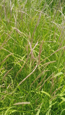Close up of tall wild green grass with fluffy seed heads and feathery white spikes swaying gently in the wind during daylight