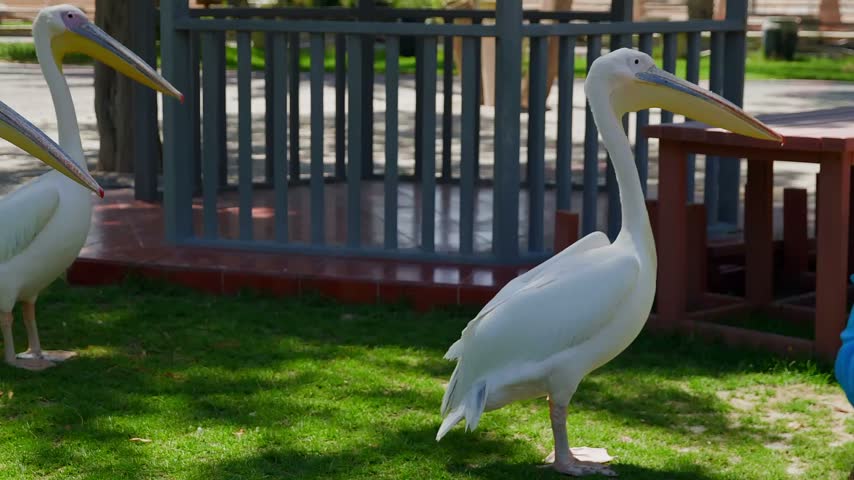 White pelicans standing on green lawn under bright sunlight, wooden deck railing visible behind, natural waterfront setting, shadows cast across grass, peaceful daytime scene in outdoor park.