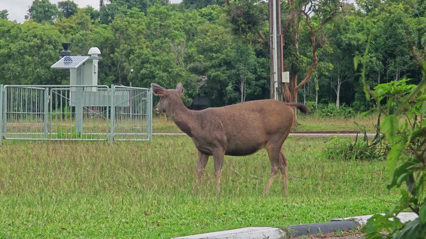 Deer eating grass at Khaoyai national park.