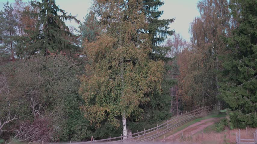 A scenic forest view in autumn featuring a birch tree with yellow foliage standing near a dirt road, surrounded by evergreen pines and woodland plants.