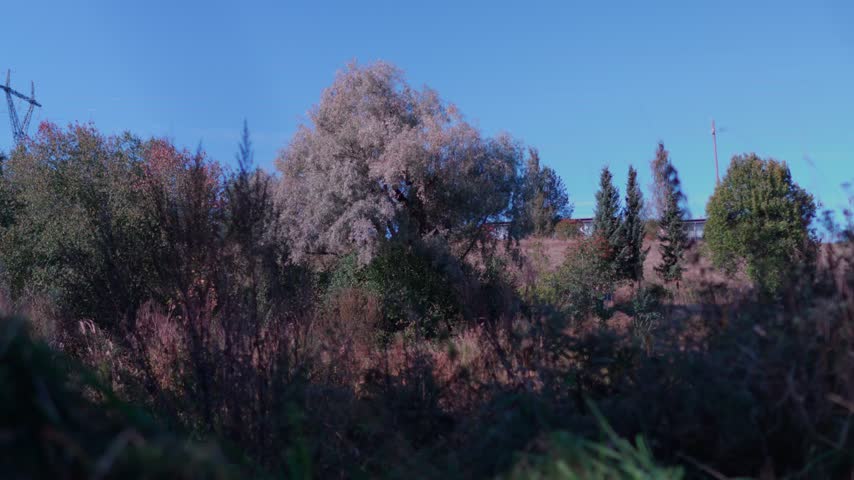 A scenic landscape with dense trees while wind blowing
