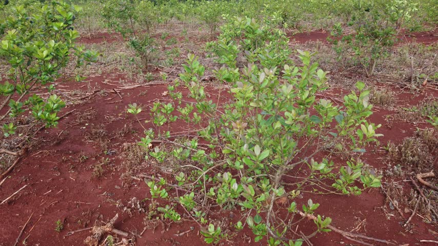 Close Up of Yerba Mate Plantation Growing on Red Soil in Agricultural Field