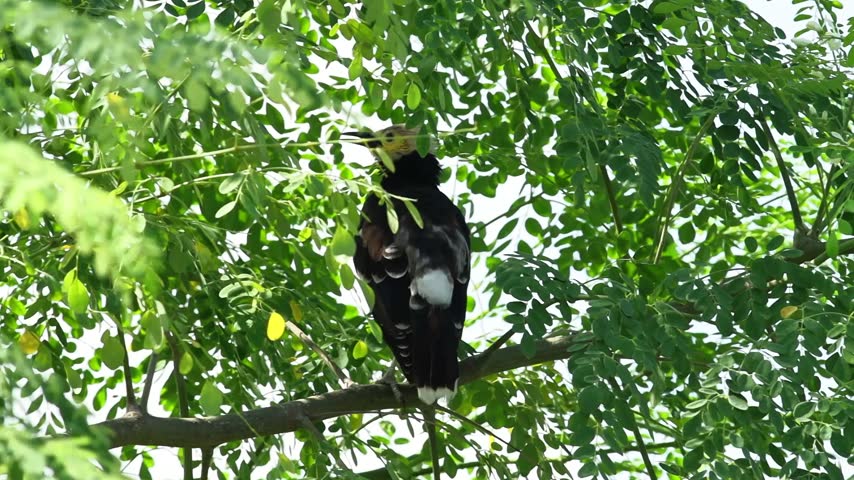 A Black-collared Starling perched on a branch of a moringa tree.