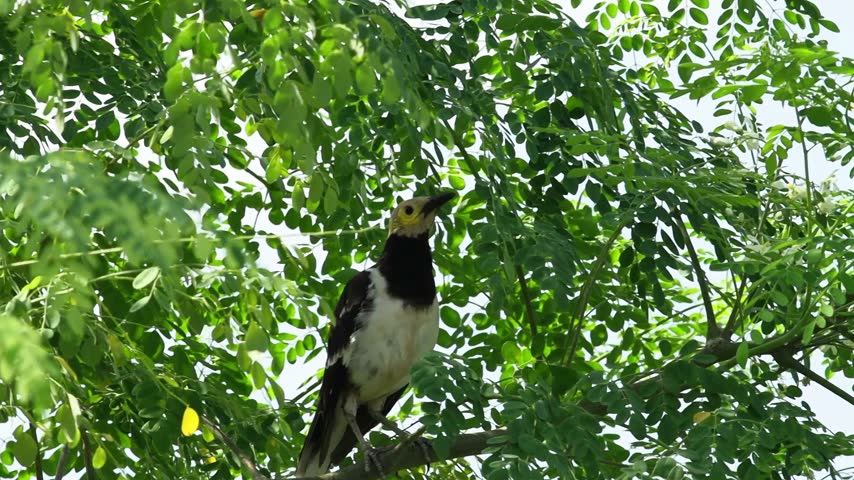 A Black-collared Starling perched on a branch of a moringa tree.