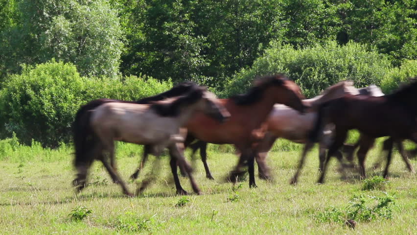 herd of horses running on pasture