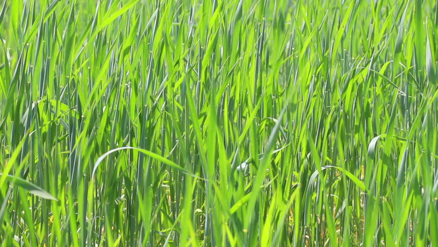 green wheat close-up - dolly shot