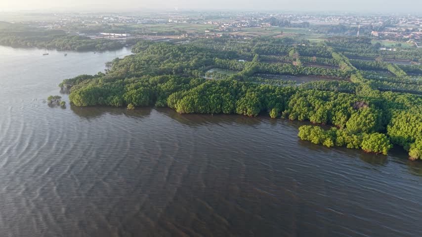 Sunlight glows softly over calm water. Green mangrove trees line the shoreline at Probolinggo