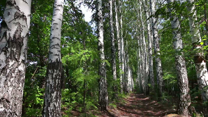 summer birch woods alley in Russia - dolly shot