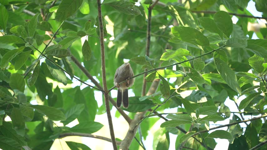 Yellow-billed Babbler Perched on a Tree Branch in Its Natural Habitat