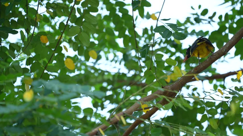 A yellow bird moving gracefully among tree branches, searching for food. Natural bird movements, lush green foliage, soft morning sunlight, realistic wildlife footage, cinematic composition, high detail, 4K quality.