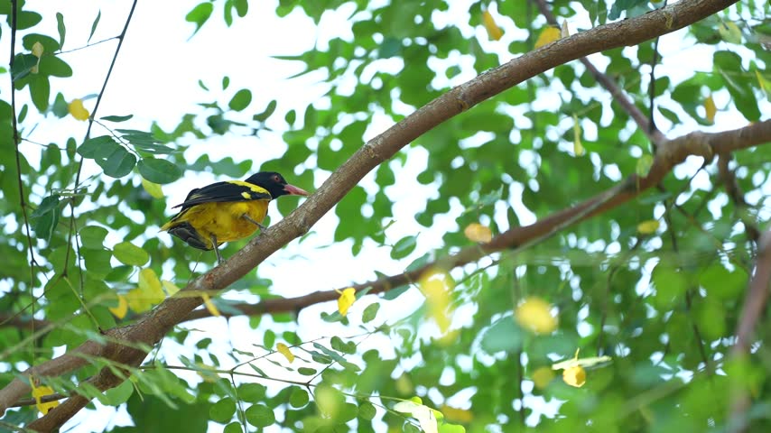 A yellow bird moving gracefully among tree branches, searching for food. Natural bird movements, lush green foliage, soft morning sunlight, realistic wildlife footage, cinematic composition, high detail, 4K quality.