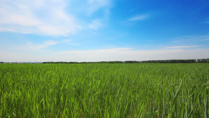 green field with young wheat under blue sky - dolly shot