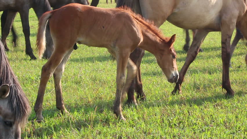foal grazing on pasture at summer