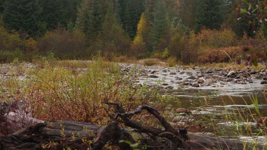 scenic pan of Pack River in Idaho during autumn with pretty colored leaves