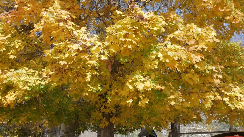 Panning shot of big trees in fall displaying beautiful bright yellow leaves with different tones.Golden hour light.