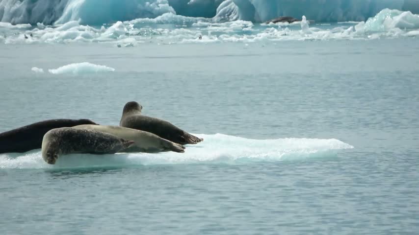 Group of seals resting together on a floating ice floe in glacial blue ocean waters with icebergs.