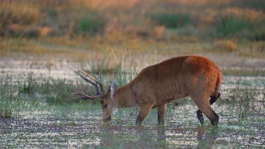 An adult male marsh deer with large branched antlers grazes while stepping through shallow wetland water. A steady side view and warm natural light frame the deer against a softly blurred background.