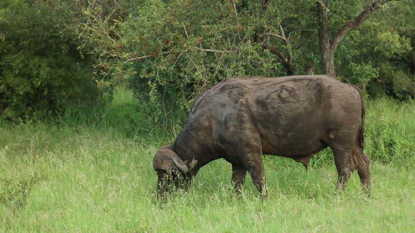 An old African Buffalo grazing in the green grassland while walking, Timbavati Nature Reserve.