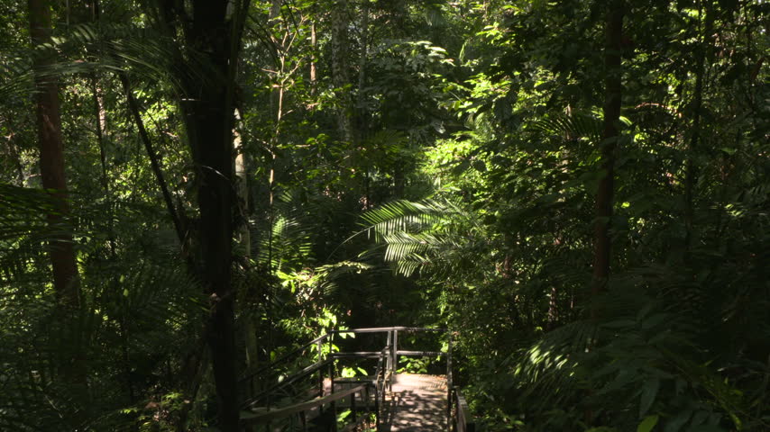 Wooden walkway surrounded by dense tropical jungle