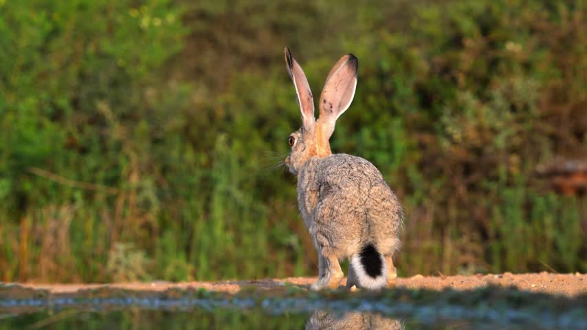 A Cape hare (Lepus capensis) drinks water from a natural pool in a Middle Eastern desert environment, creating a clear reflection before suddenly running away from the spot.