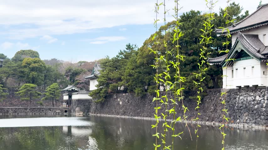 Historical Japanese castle watchtower framed by fresh green weeping willow leaves over moat water on overcast spring day.
