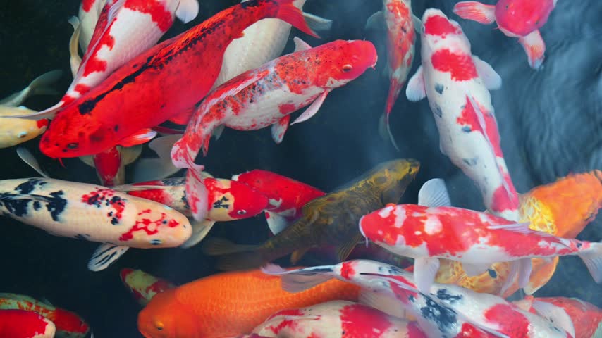 colorful Japanese fancy carp koi fishes swim in a pond in Asia in a garden