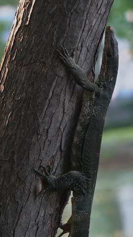 Asian water monitor (Varanus salvator) climbing up a tree trunk and turning around under warm golden hour sunlight at Lumphini Park, Bangkok, Thailand.