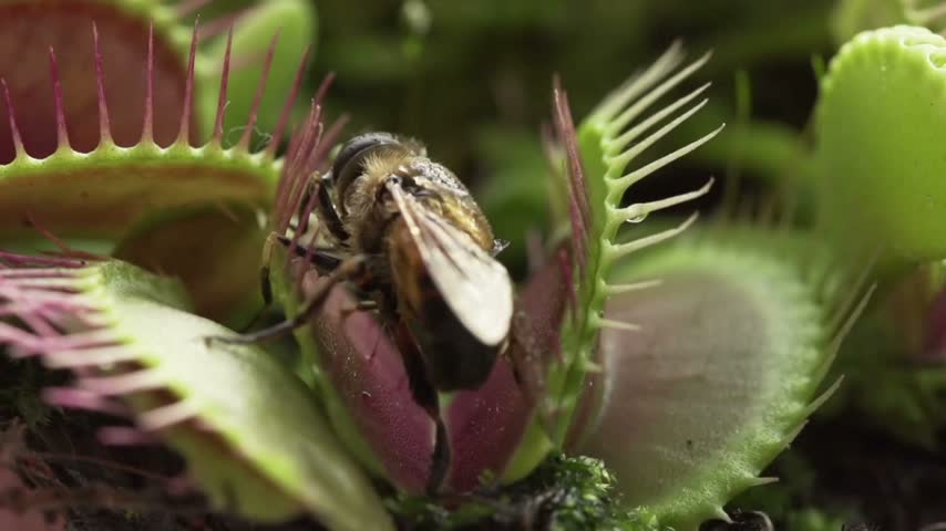 Extreme close up of a bee or fly landing inside an open Venus flytrap carnivorous plant trap leaf.