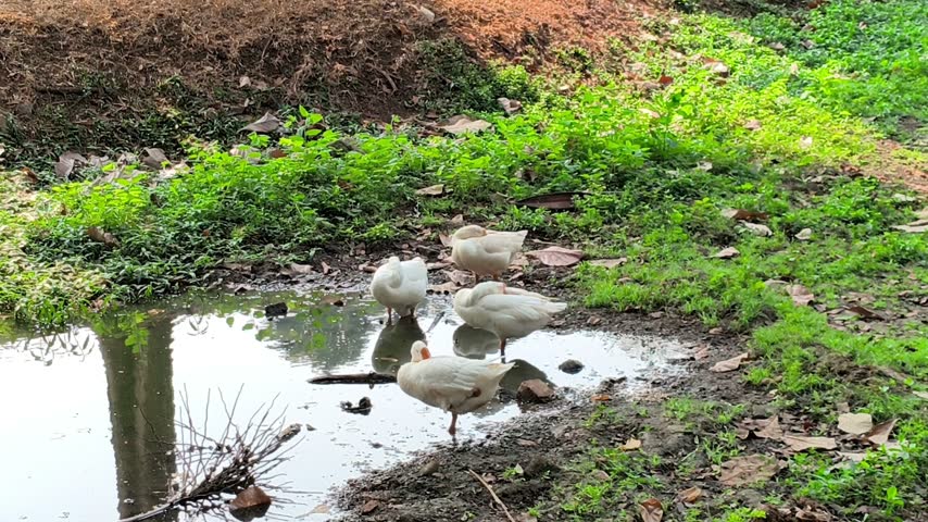 Group of white ducks resting near puddle in public park
