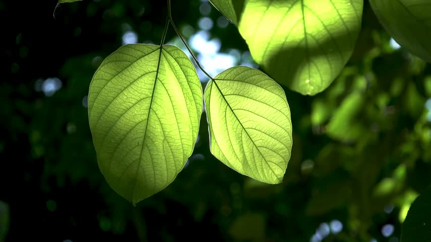 Sunlight Shining Through Fresh Green Leaves in Forest