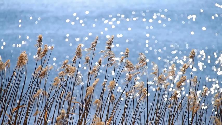 Dry Reed Plants on Lake Shore with Sparkling Sunlit Water