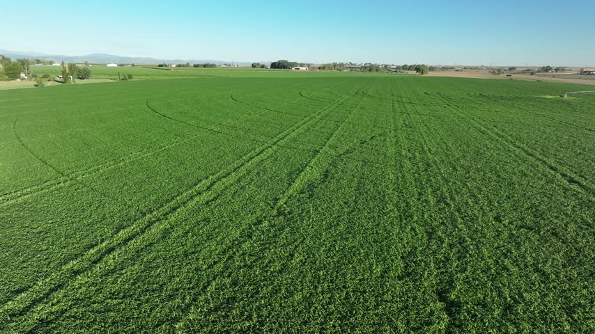 Colorado fertile crops in full green late summer before harvest. Center Pivot irrigation.